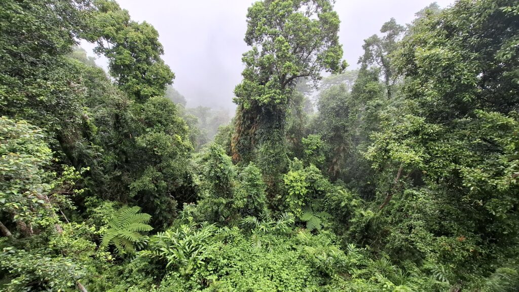 View at Mamu Tropical Skywalk.