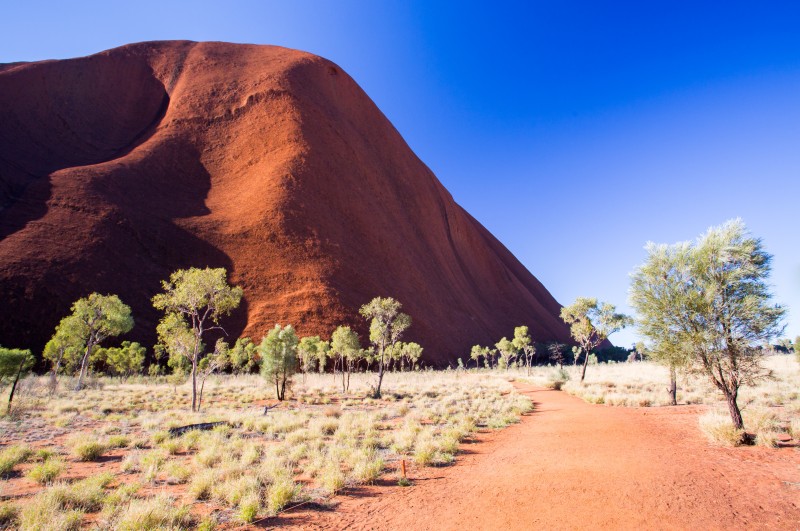 A flat red earth path curves towards the base of Uluru, the rock rising in deep ochre folds above a line of desert oaks and spinifex under a clear blue sky.