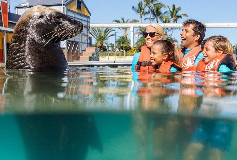 A seal pops up from the water to greet a delighted family of four in orange and blue life jackets during an animal encounter at Sea World.