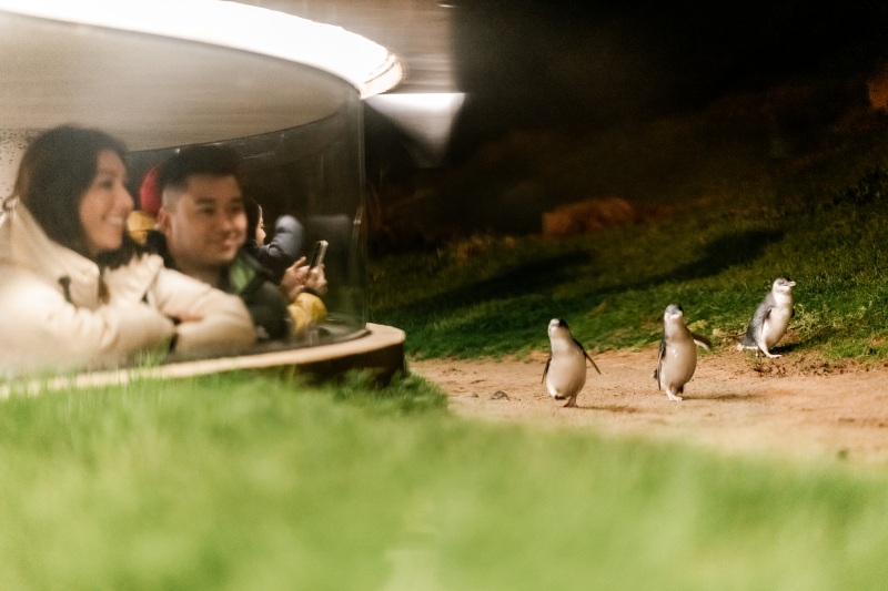 Two visitors watch from inside a sheltered glass-fronted viewing pod as three little penguins walk up the sand path at dusk.